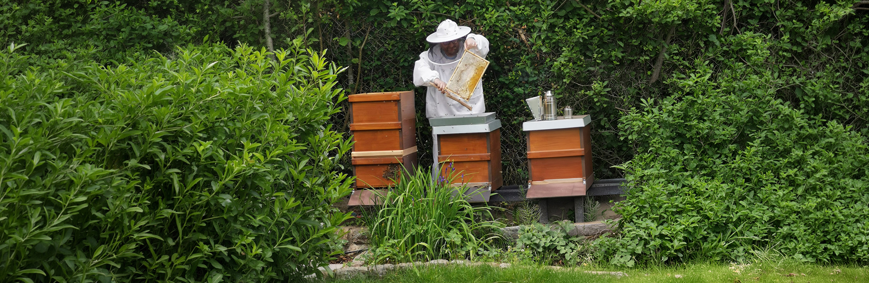 Imker bei der Arbeit an seinen Bienenvölkern in Berlin-Französisch Buchholz